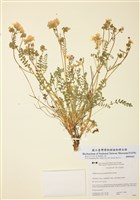 藏品(美艷花蔥)的圖片